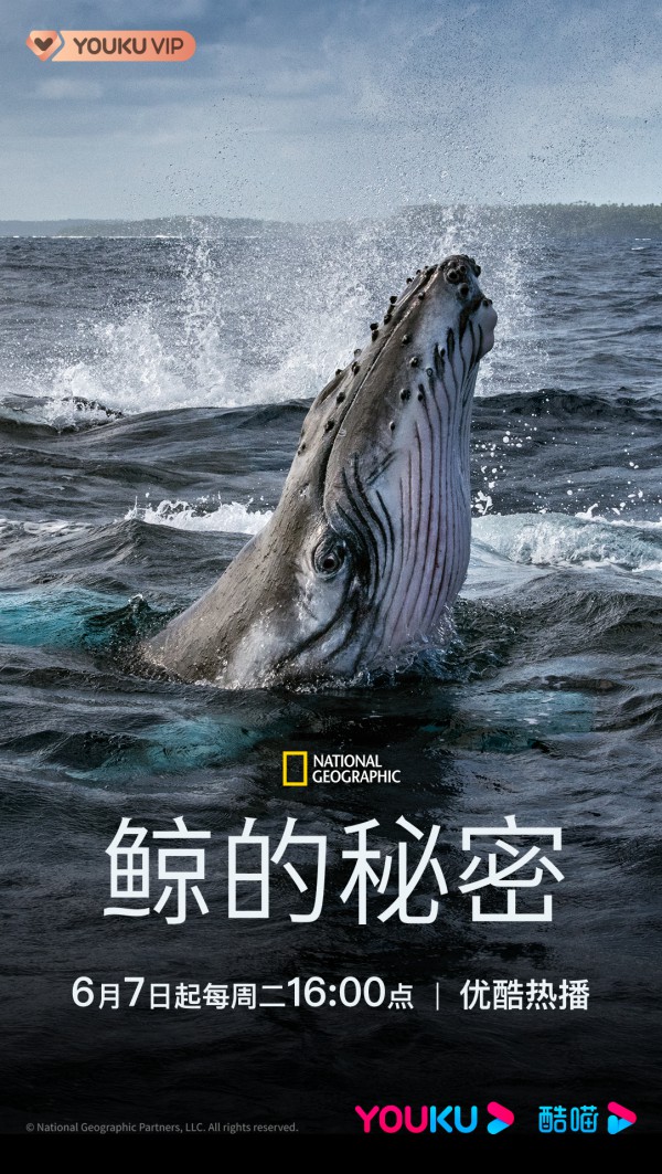2021年纪录片《鲸的秘密》最新纪录片下载
